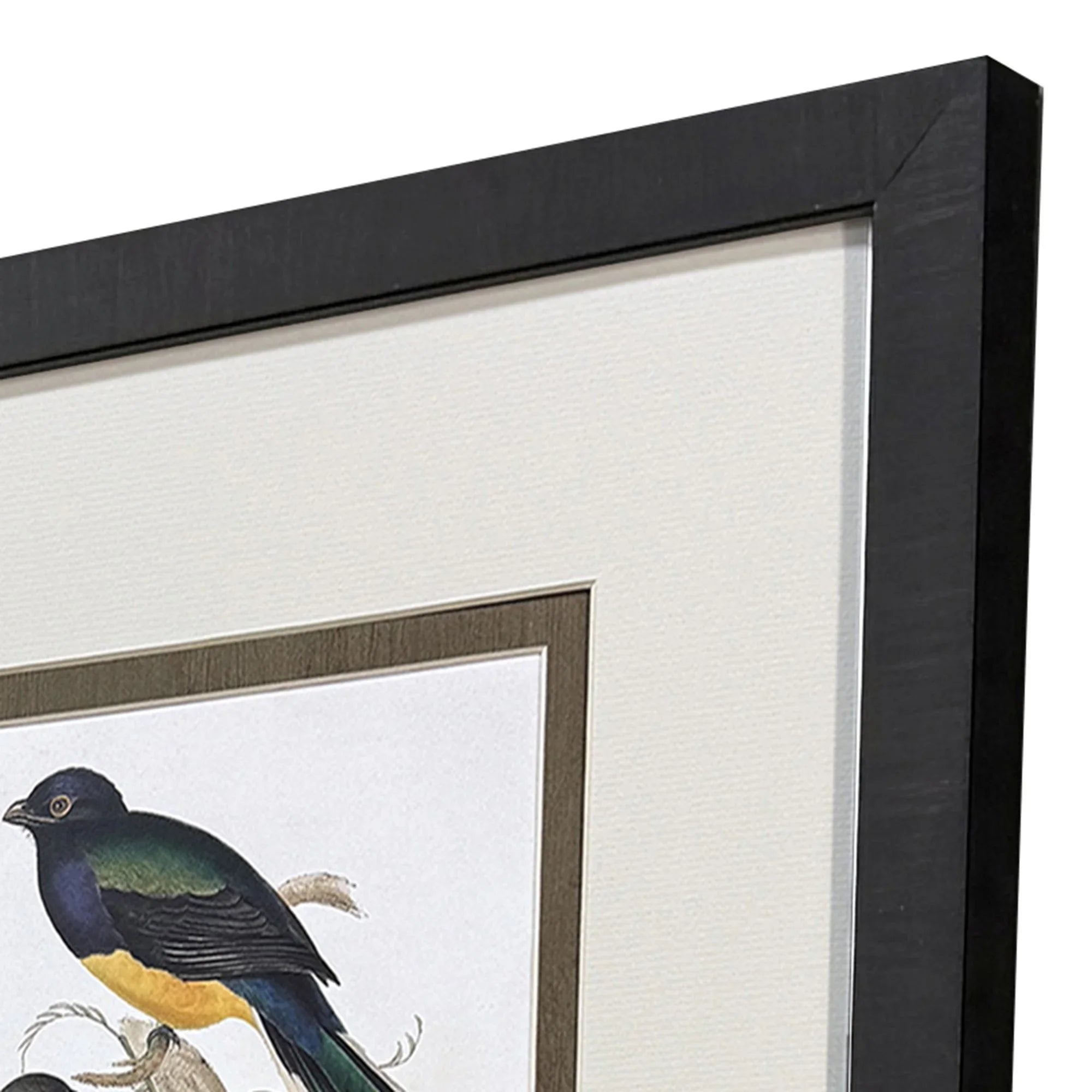 Elegant Trogons Multi Canvas Art 4PC