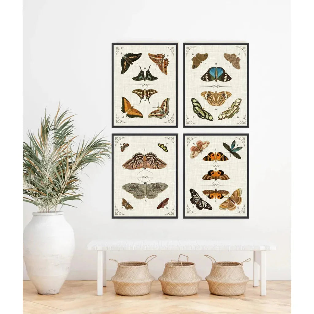 Butterfly Collection I Artwork d Canvas Floating - LOOMLAN - LOOMLAN - Canvas Art