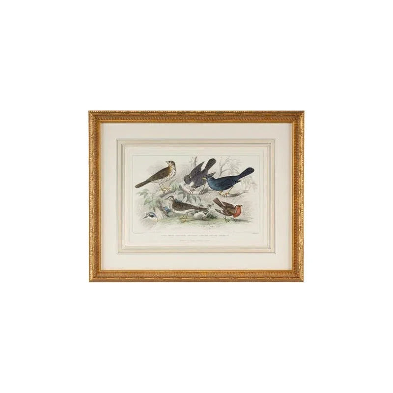 Skylark Song Thrush &r/Breast Gold Leafed Frame Artwork-Framed Wall Art-Chelsea House-LOOMLAN