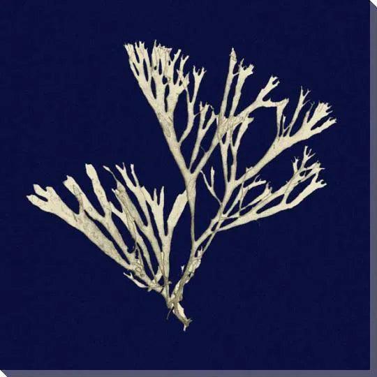 Square Seaweed Coastal Canvas Art for Indoor or Outdoor - LOOMLAN - LOOMLAN - Canvas Art