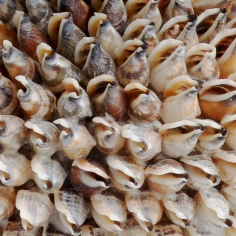Natural Shell Texture Decorative Vase - LOOMLAN - Chelsea House - Vases & Jars