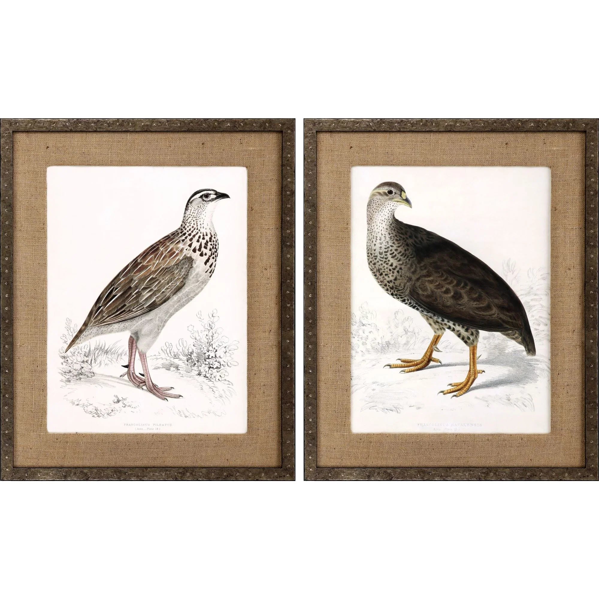 Francolinus Birds Wood Frame Brown Canvas Art 2PC