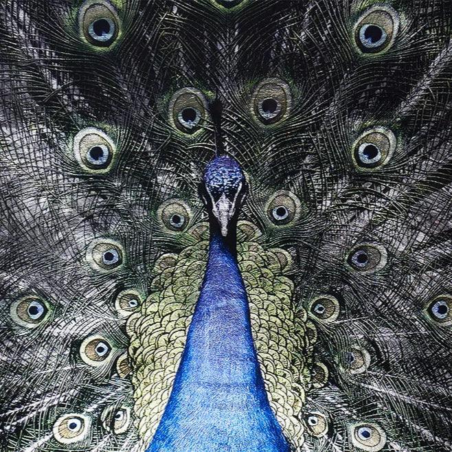 Brilliant Plumage Peacock Wall Art 72"x48"-Framed Wall Art-SUNPAN-LOOMLAN