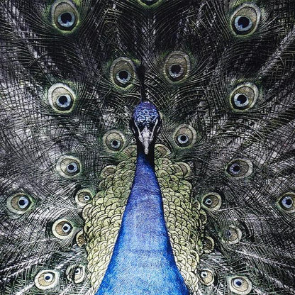 Brilliant Plumage Peacock Wall Art 72"x48"-Framed Wall Art-SUNPAN-LOOMLAN