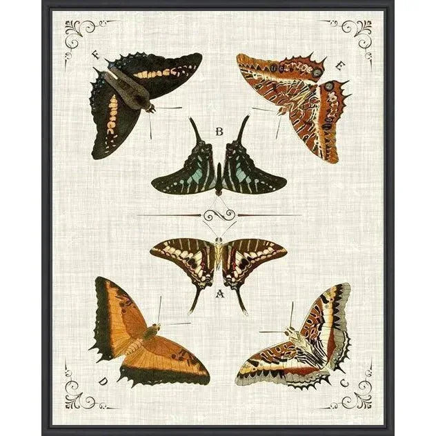 Butterfly Collection I Artwork d Canvas Floating - LOOMLAN - LOOMLAN - Canvas Art