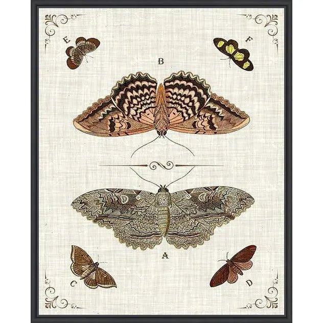 Butterfly Collection III Artwork d Canvas Floating - LOOMLAN - LOOMLAN - Canvas Art