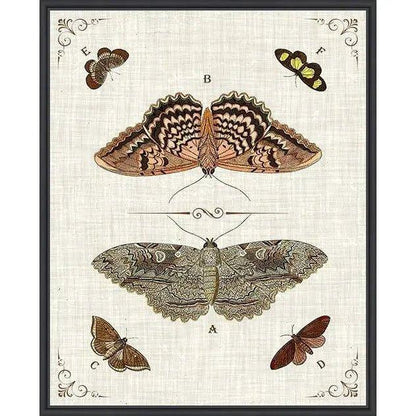 Butterfly Collection III Artwork d Canvas Floating - LOOMLAN - LOOMLAN - Canvas Art