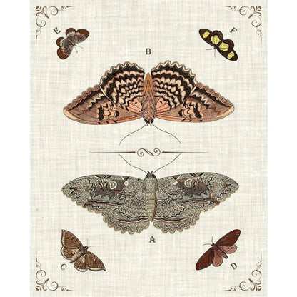 Butterfly Collection III Artwork d Canvas Floating - LOOMLAN - LOOMLAN - Canvas Art