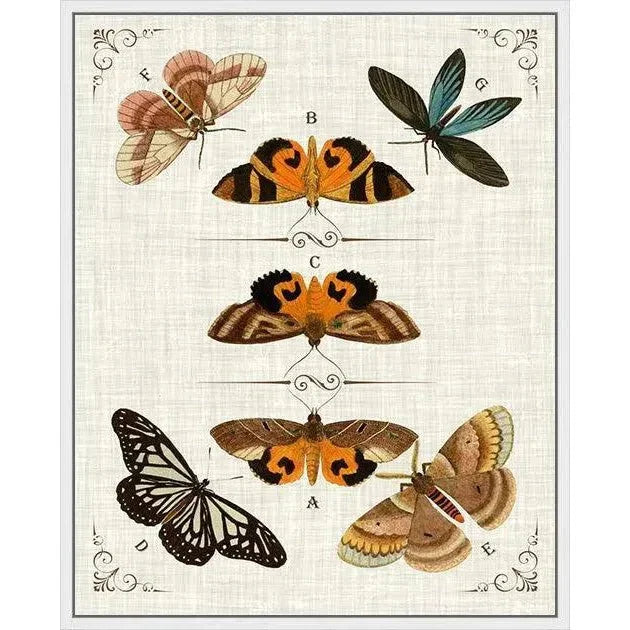 Butterfly Collection IV Artwork d Canvas Floating - LOOMLAN - LOOMLAN - Canvas Art