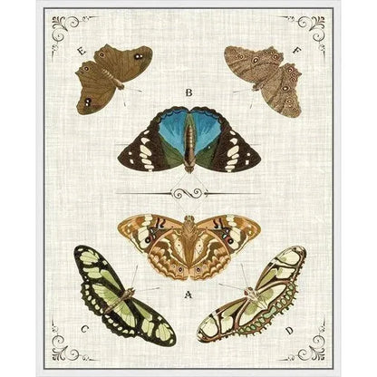 Butterly Collection II Artwork d Canvas Floating - LOOMLAN - LOOMLAN - Canvas Art