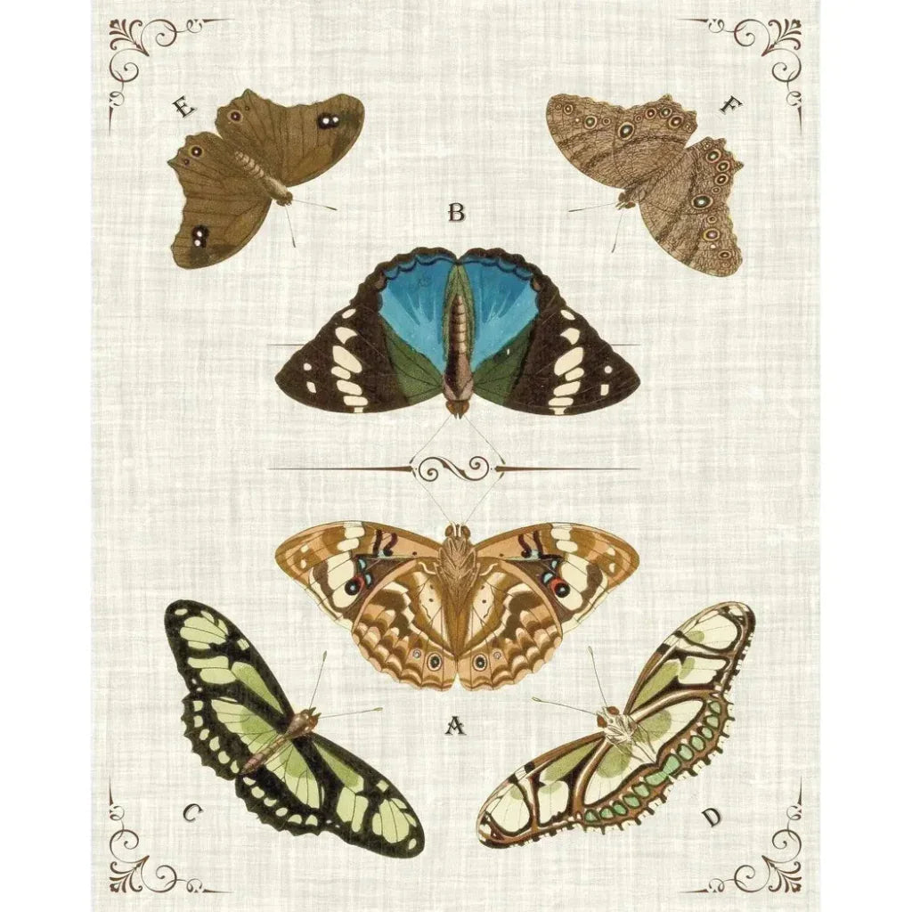Butterly Collection II Artwork d Canvas Floating - LOOMLAN - LOOMLAN - Canvas Art