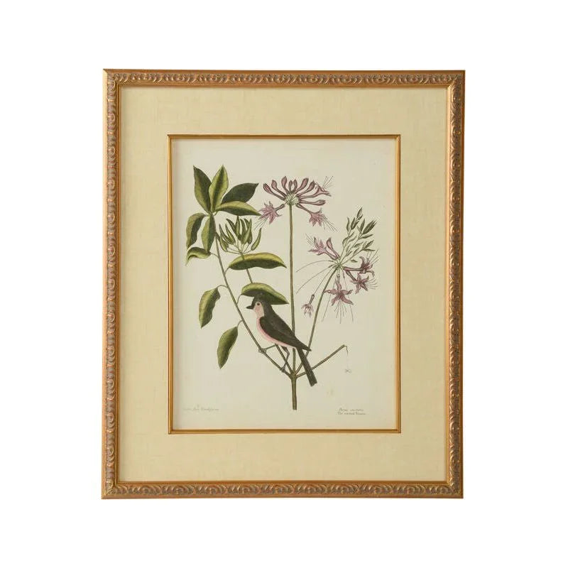 Catesby Bird & Botanical Giclee Printed Artwork-Framed Wall Art-Chelsea House-Botanical I-LOOMLAN