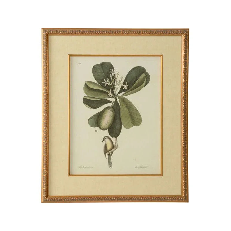 Catesby Bird & Botanical Giclee Printed Artwork-Framed Wall Art-Chelsea House-Botanical III-LOOMLAN