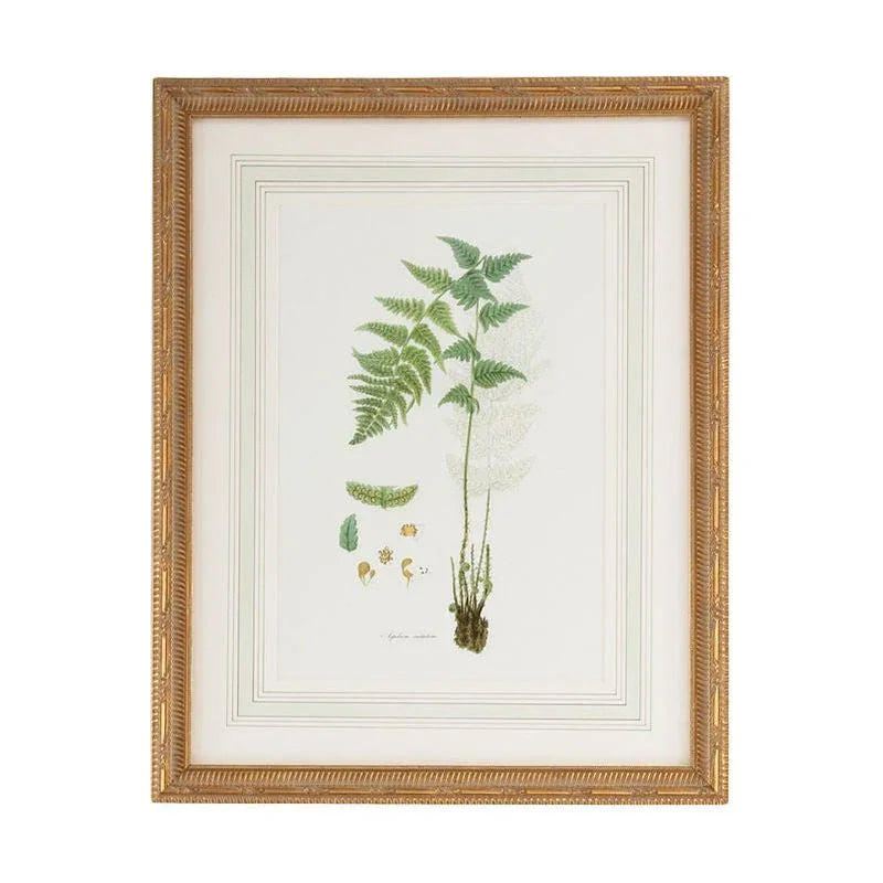 Curtis Ferns Gold Framed Artwork-Framed Wall Art-Chelsea House-Ferns I-LOOMLAN