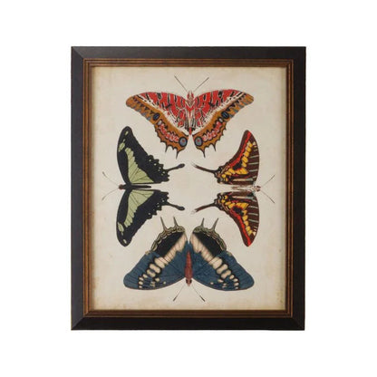 Display Of Butterflies Black Framed Artwork-Framed Wall Art-Chelsea House-Butterflies II-LOOMLAN