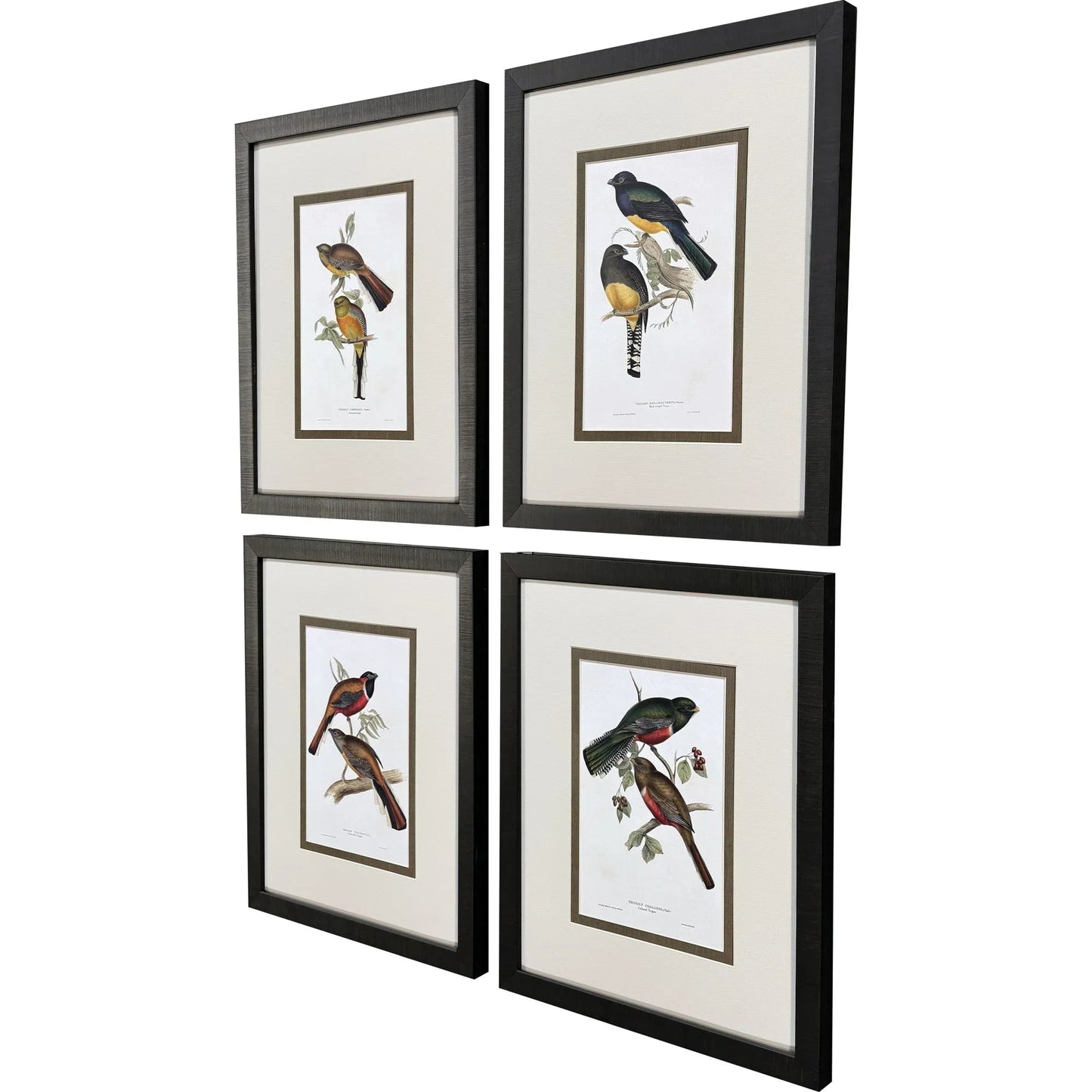 Elegant Trogons Multi Canvas Art 4PC