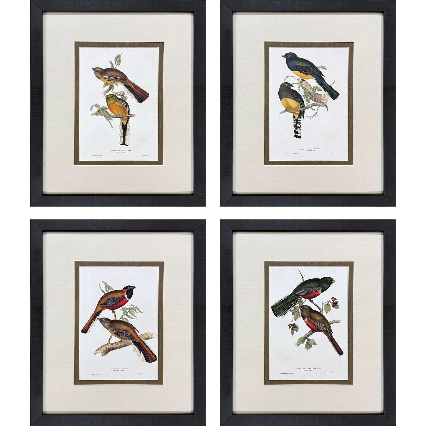 Elegant Trogons Multi Canvas Art 4PC