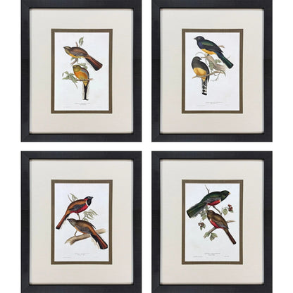 Elegant Trogons Multi Canvas Art 4PC