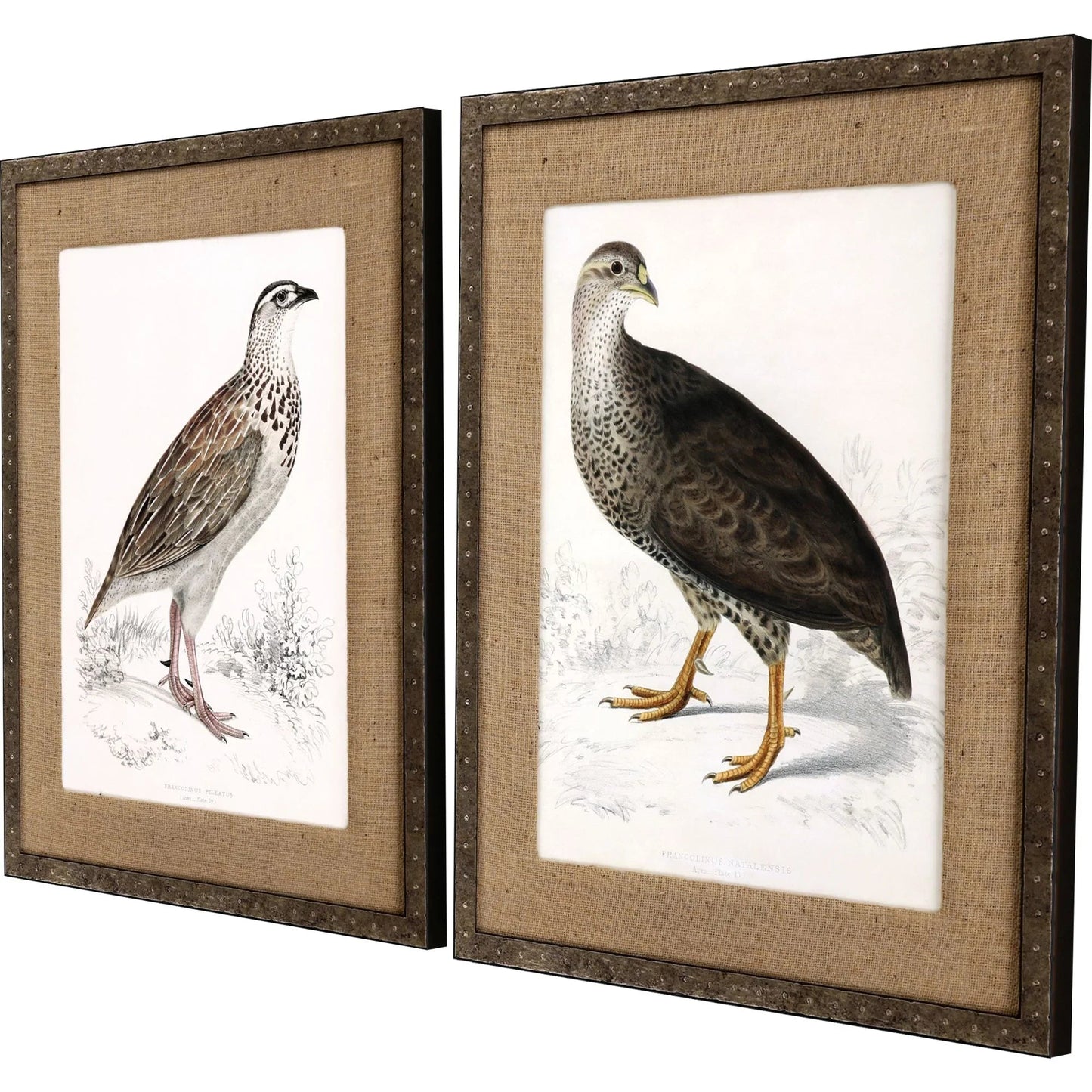 Francolinus Birds Wood Frame Brown Canvas Art 2PC