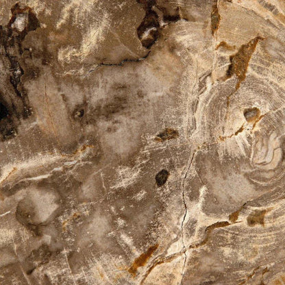 Wood Fossil With Stand Sculpture