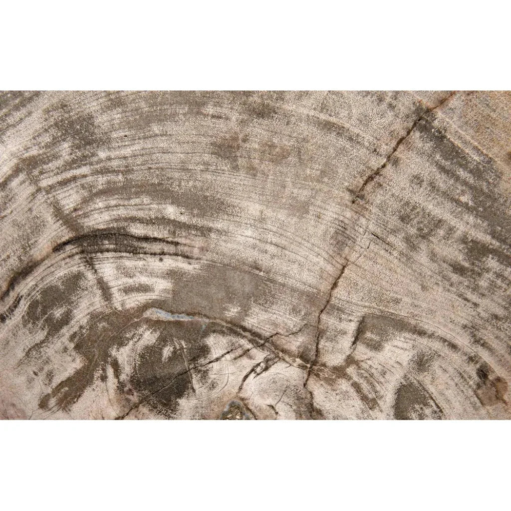 Wood Fossil With Stand Sculpture