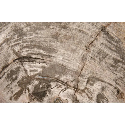 Wood Fossil With Stand Sculpture